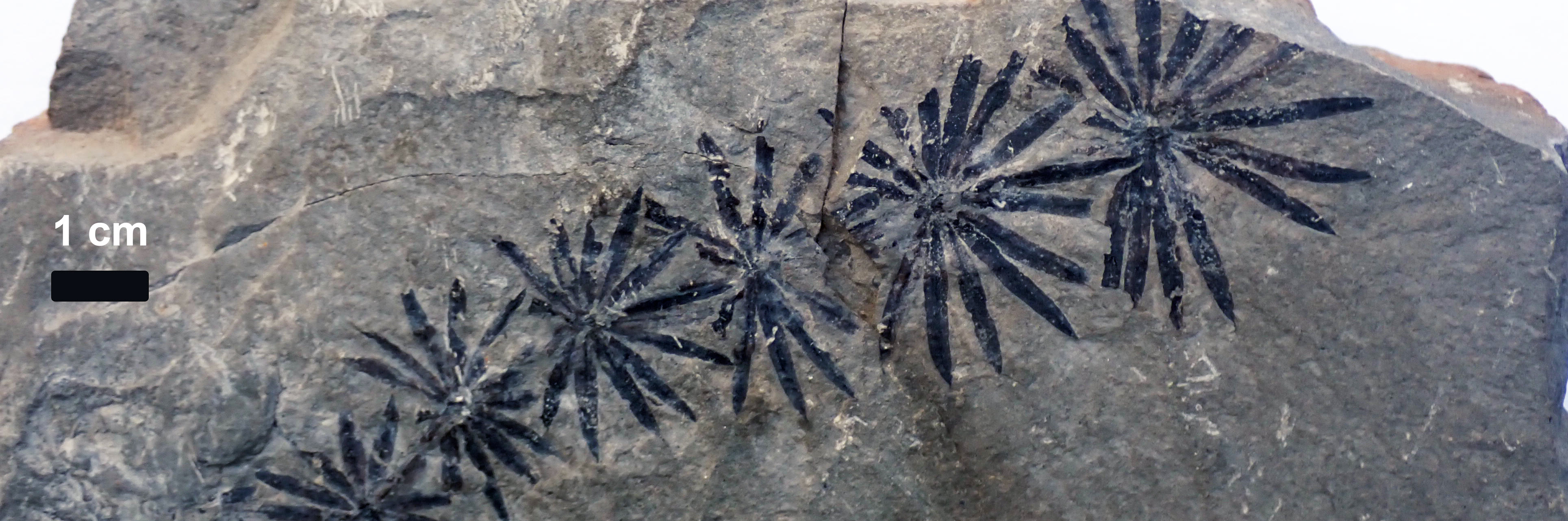Annularia, one type of fossil leaf from Calamites plants